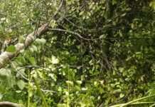 ಊರುಬೈಲಿನಲ್ಲಿ ಆನೆ ದಾಳಿ- ಕೃಷಿ ನಾಶ