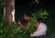 ತುಳುನಾಡಿನಲ್ಲಿ ಆಟಿ ಅಮಾವಾಸ್ಯೆ ಆಚರಣೆ ಮತ್ತು ಆರೋಗ್ಯ ಪೂರ್ಣ ಪಾಲೆ ಮರದ ಕಷಾಯ