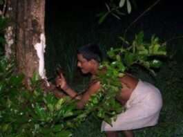 ತುಳುನಾಡಿನಲ್ಲಿ ಆಟಿ ಅಮಾವಾಸ್ಯೆ ಆಚರಣೆ ಮತ್ತು ಆರೋಗ್ಯ ಪೂರ್ಣ ಪಾಲೆ ಮರದ ಕಷಾಯ