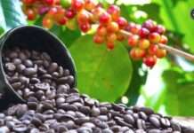 ಸುಳ್ಯ: ಕಾಫಿ ಬೆಳೆಗಾರರಿಗೆ ಸೂಚನೆ