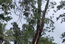 ತಾಲೂಕು ಕಚೇರಿಯ ಹಿಂಬದಿಯ ಮರಕ್ಕೆ ಬಡಿದ ಸಿಡಿಲು