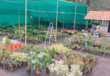 ಡಿ.08 : ಬೆಳ್ಳಾರೆಯ ಬೀಡುವಿನಲ್ಲಿ ಶ್ರೀ ಜಲದುರ್ಗಾದೇವಿ ಪ್ರಸನ್ನ ನರ್ಸರಿ ಶುಭಾರಂಭ