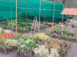 ಡಿ.08 : ಬೆಳ್ಳಾರೆಯ ಬೀಡುವಿನಲ್ಲಿ ಶ್ರೀ ಜಲದುರ್ಗಾದೇವಿ ಪ್ರಸನ್ನ ನರ್ಸರಿ ಶುಭಾರಂಭ