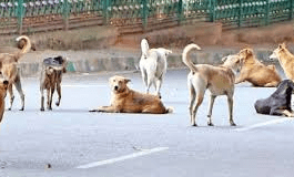 ಬೀದಿ ನಾಯಿಗಳಗಳ ಆಹಾರ ನೀಡುವವರಿಗೆ ಪಟ್ಟಣ ಪಂಚಾಯತ್ ನ ಗುರುತಿನ ಚೀಟಿ ಅಗತ್ಯ: ನ.ಪಂ. ಸೂಚನೆ